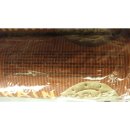 Pally Wholegrain Biscuit 8 x 225g Packung (Vollkorn-Gebäck)