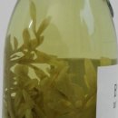 Nardini Acquavite alla Ruta (0,7l Flasche)