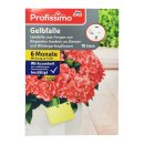 Profissimo Gelbfalle (10 St Beutel)